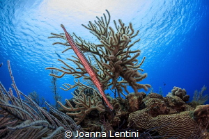 Trumpetfish in Little Cayman by Joanna Lentini 